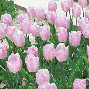  `[bv LfBvX 4y^LCczHA