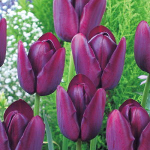  `[bvENCIuiCg 4y^LCczHA