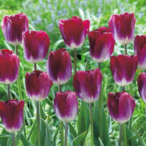  `[bv JUXvEh 4y^LCczHA