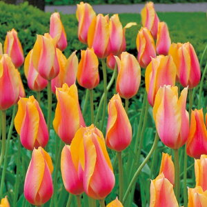  `[bvEubVOfB 4y^LCczHA