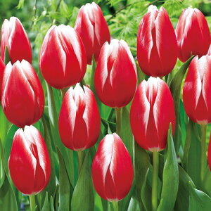  `[bvEGiW[tH[I[ 4y^LCczHA