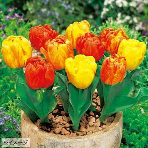  ~j`[bv t[~Oxr[ 8y^LCczHA