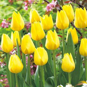  `[bv thVbv1998 4y^LCczHA