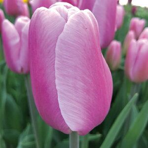 y\z Ⓚ`[bvEⓀASX 3|bgy^LCczHA