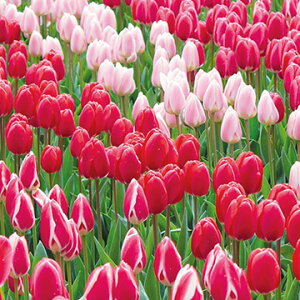  `[bv fCgK[f ~bNX 12y^LCczHA