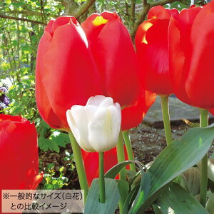  `[bvEWCAgIW TCY 勅 3y^LCczHA