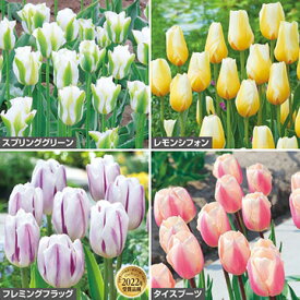 【予約】球根 艶やかチューリップ セット 1組【タキイ種苗公式】秋植え