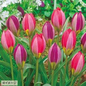  n`[bv yVp[bhp[v~bNX 15y^LCczHA