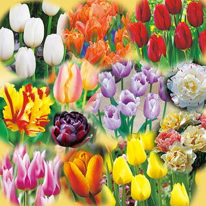 ���� �`���[���b�v�l�ߍ��킹���E10�܃R�[�X 1���y�^�L�C��c�����z�H�A��