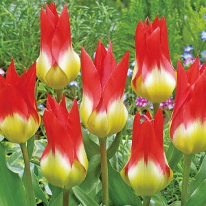  `[bvEt[Y~Xe[ 4y^LCczHA