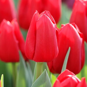 y\z Ⓚ`[bv ⓀJ[ 3|bgy^LCczHA