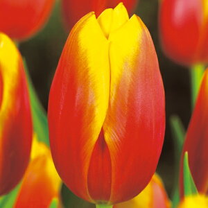 y\z Ⓚ`[bv Ⓚ wj[t@_[Xg 3|bgy^LCczHA