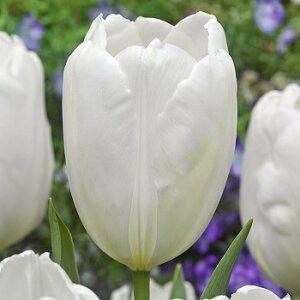 y\z Ⓚ`[bv ⓀnNE 3|bgy^LCczHA