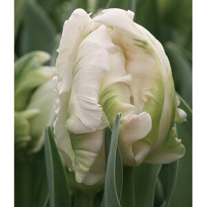 y\z Ⓚ`[bv ⓀX[p[p[bg 3|bgy^LCczHA