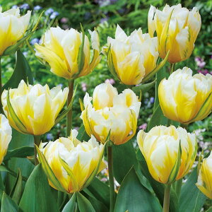  `[bvEXC[go[ 4y^LCczHA