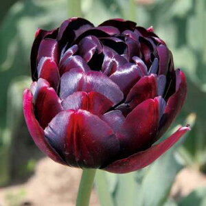  `[bv ubNq[[ 4y^LCczHA