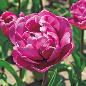  `[bvEu[_Ch 4y^LCczHA