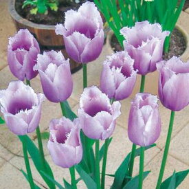 楽天市場 青 ブルー 花の球根 球根 ガーデニング 農業 花 ガーデン Diyの通販