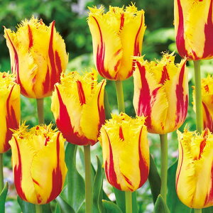  `[bvEp[eB[NE 4y^LCczHA