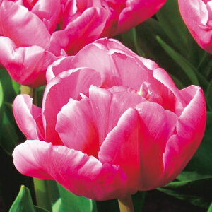 y\z Ⓚ`[bv Ⓚ_uvZX 3|bgy^LCczHA