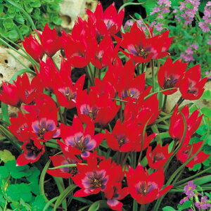  n`[bvEgr[eB[ 10y^LCczHA