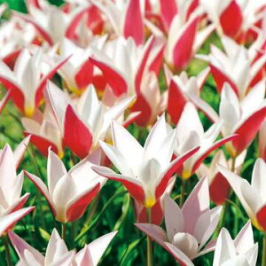  n`[bv fB[WF[ 10y^LCczHA