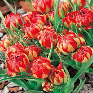  n`[bv T}T 10y^LCczHA