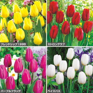 ԐlC`[bv Zbg  1gy^LCczHA