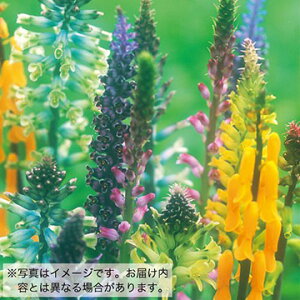  PiAEXyV~bNX 10y^LCczHA