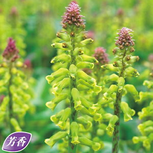  PiA@t̂قق 5y^LCczHA