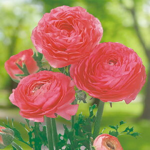  iLX h[}[ [YsN 5y^LCczHA