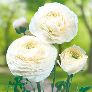  iLX h[}[ zCg 5y^LCczHA