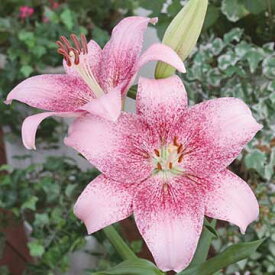 楽天市場 ピンク 種類 植物 ユリ 球根 ガーデニング 農業 花 ガーデン Diyの通販 楽天市場 ピンク 種類 植物 ユリ 球根 ガーデニング 農業 花 ガーデン Diyの通販