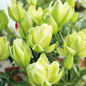  d炫S ~Xe[h[ 2y^LCczHA