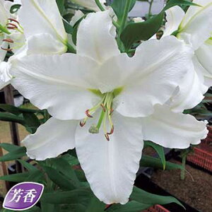 IG^[Eo[XJC}X^[ 2y^LCczHA