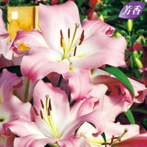   }X^[ip[vJTuJj 2y^LCczHA