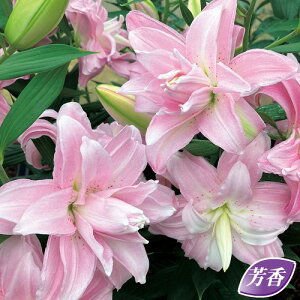  IG^S@EF[uC_[ 2y^LCczHA