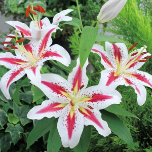  IG^S@rbOX}C 2y^LCczHA