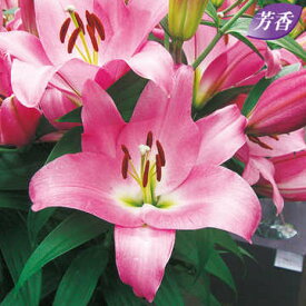 楽天市場 ピンク 種類 植物 ユリ 球根 ガーデニング 農業 花 ガーデン Diyの通販
