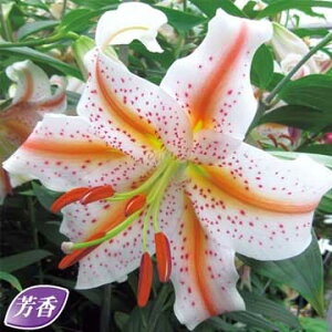 IG^[EEFfBO}[` 2y^LCczHA