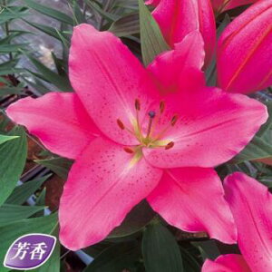 IG^[EAC}bNX 2y^LCczHA