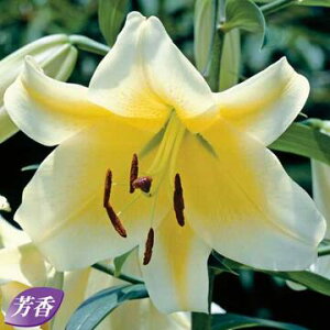   RJh[iCG[JTuJj 2y^LCczHA