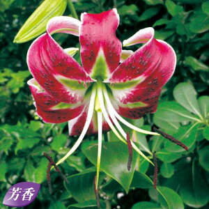  ̎q ubNr[eB[ 2y^LCczHA