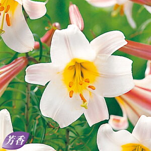白 ゆり 花 球根の人気商品 通販 価格比較 価格 Com