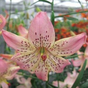 VfA[i^CK[[jERT[W 5y^LCczHA