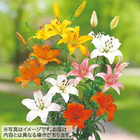 楽天市場 百合 オレンジ 鉢植えの通販 楽天市場 百合 オレンジ 鉢植えの通販