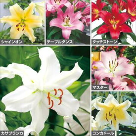 楽天市場 カサブランカ 球根の通販