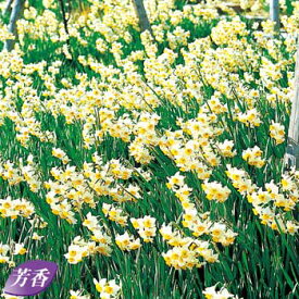 【予約】球根 寒咲き日本すいせん 5球【タキイ種苗公式】秋植え