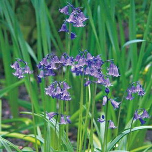  V[ CObVu[x 10y^LCczHA