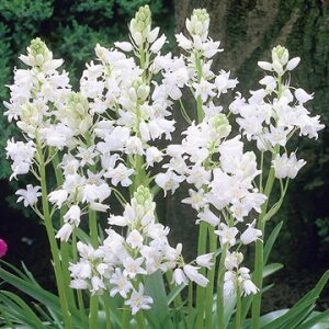  V[ Jpj[zCg 10y^LCczHA